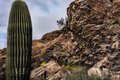 Saguaro Cactus and Javelina Rocks, Saguaro National Park #2, horizontal