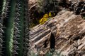 Saguaro Cactus and Javelina Rocks, Saguaro National Park #3, horizontal