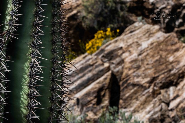 Saguaro Cactus and Javelina Rocks, Saguaro National Park #3, horizontal