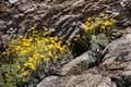 Hairy-Seed Bahia Flowers on Javelina Rock