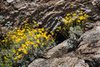 Hairy-Seed Bahia Flowers on Javelina Rock