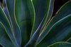 Soft Light on Agave, #1, the Desert Botanical Garden, Phoenix, horizontal