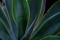 Soft Light on Agave, #1, the Desert Botanical Garden, Phoenix, horizontal