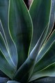 Soft Light on Agave, #2, the Desert Botanical Garden, Phoenix, vertical