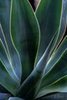 Soft Light on Agave, #2, the Desert Botanical Garden, Phoenix, vertical