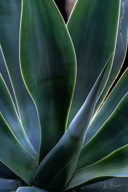 Soft Light on Agave, #2, the Desert Botanical Garden, Phoenix, vertical