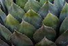 Soft Light on Agave, #3, Desert Botanical Garden, Phoenix
