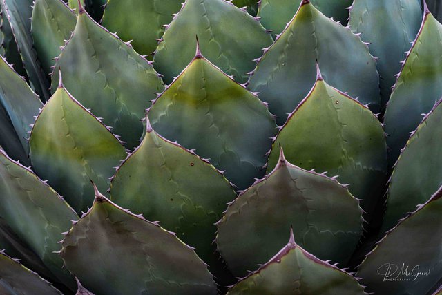 Soft Light on Agave, #3, Desert Botanical Garden, Phoenix