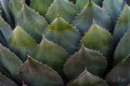 Soft Light on Agave, #3, Desert Botanical Garden, Phoenix