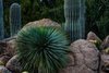 Yucca and Saguaro Cacti, Desert Botanical Garden, Phoenix