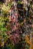 Reflections on Little River, Great Smokys, #5, vertical