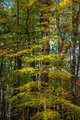Fall Colors in the Great Smokys, #3, vertical