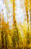 Fall Colors in the Great Smokys, #4, vertical