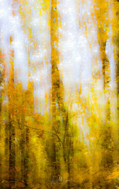 Fall Colors in the Great Smokys, #4, vertical