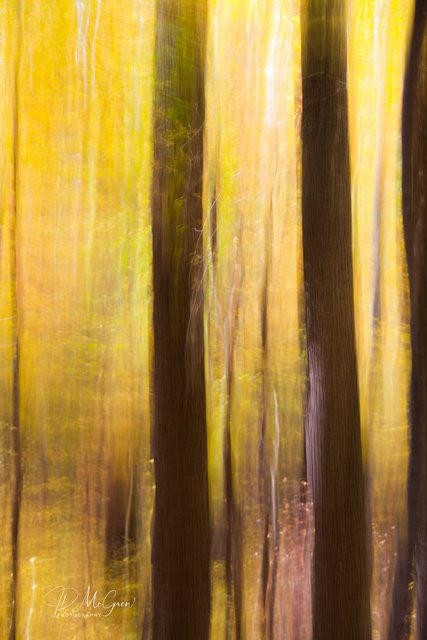 Fall Colors in the Great Smokys, #6, vertical