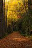 Fall Colors in the Great Smokys, #7, vertical