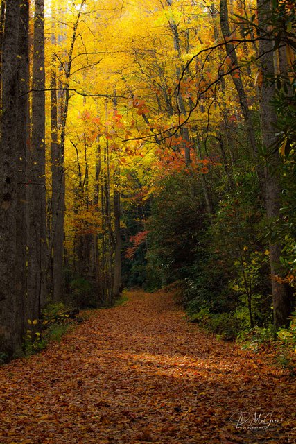 Fall Colors in the Great Smokys, #7, vertical
