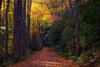 Fall Colors in the Great Smokys, #8, horizontal