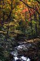 Fall Colors in the Great Smokys, #9, vertical
