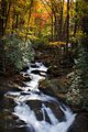 Fall Colors in the Great Smokys, #10, vertical