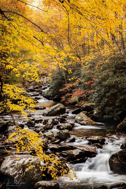 Fall Colors in the Great Smokys, #11, vertical