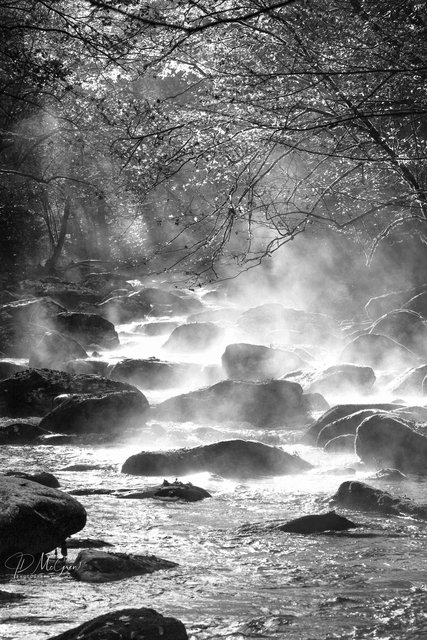 Morning Mist in the Great Smokys, #8, black and white, vertical