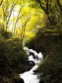 Roaring Fork Creek Falls in the Pisgah National Forest, #2, vertical