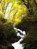 Roaring Fork Creek Falls in the Pisgah National Forest, #2, vertical
