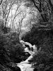 Roaring Fork Creek Falls in the Pisgah National Forest, #3, vertical, black and white