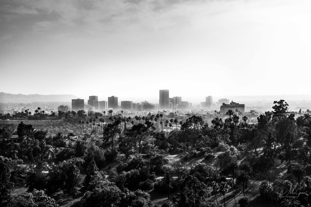 The Forest and the City, #1