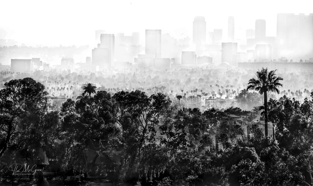 The Forest and the City, #2