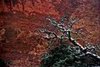Spidery tree, Arches National Park, Utah