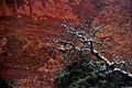 Spidery tree, Arches National Park, Utah
