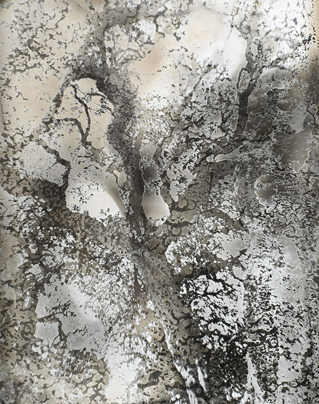 Image of Jane Olin: Some Trees (Artist Book)